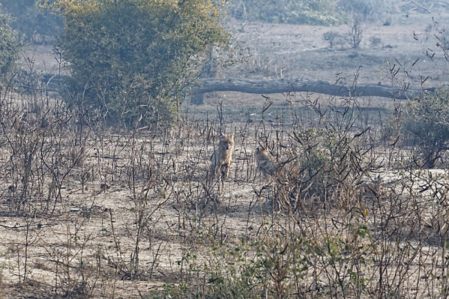 Keoladeo national park-013